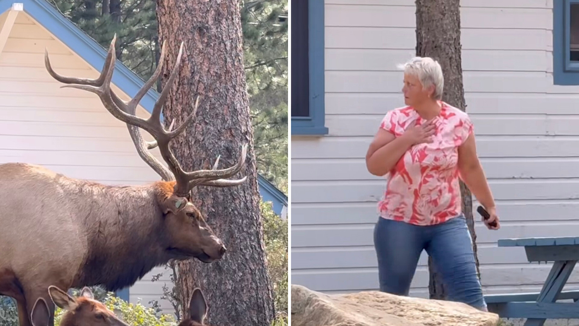 Onlooker captures video of tourist's reckless actions near massive wild animal: 'Repeatedly getting close'