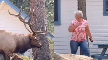 Elk can frequently be spotted in residential areas, with most people keeping a safe distance.