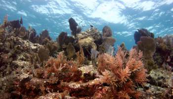 In a devastating turn of events, the critically endangered elkhorn corals of South Florida were decimated by a marine heatwave in 2023.