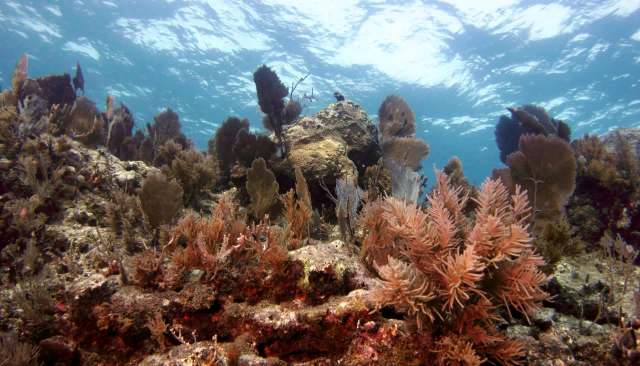 In a devastating turn of events, the critically endangered elkhorn corals of South Florida were decimated by a marine heatwave in 2023.
