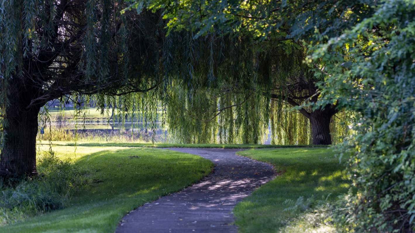 The emerald ash borer is exactly what its name suggests: a green beetle that bores into ash trees, destroying them from the inside out.