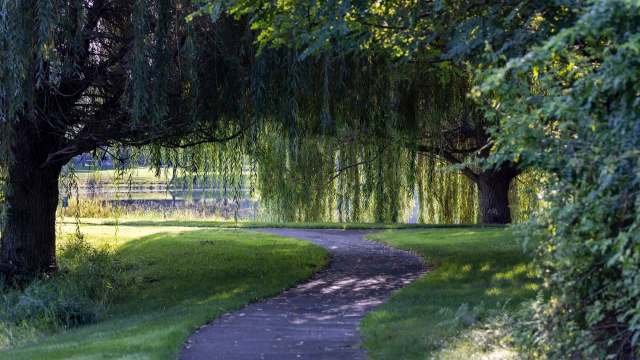 The emerald ash borer is exactly what its name suggests: a green beetle that bores into ash trees, destroying them from the inside out.