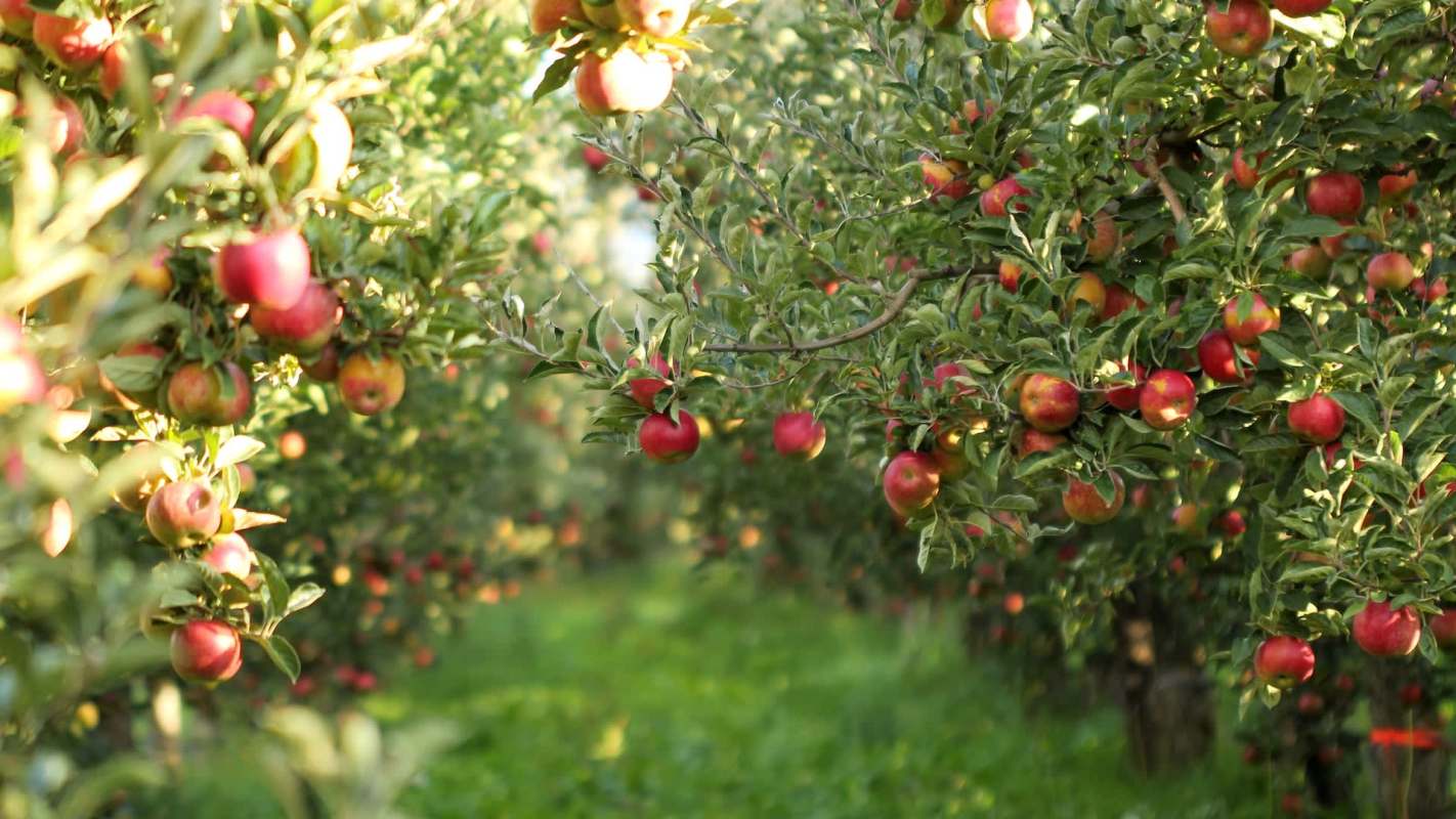 Apple farmers in Himachal Pradesh, India, saw a 50% reduction in apple crop yields this year because of unfavorable weather conditions.