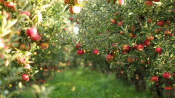 Apple farmers in Himachal Pradesh, India, saw a 50% reduction in apple crop yields this year because of unfavorable weather conditions.