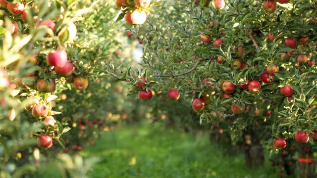 Apple farmers in Himachal Pradesh, India, saw a 50% reduction in apple crop yields this year because of unfavorable weather conditions.