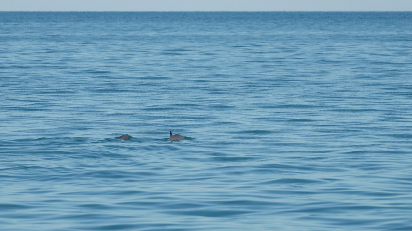 Mexican officials are considering scaling back key protections for the vaquita, the world’s most endangered marine mammal, in a move that conservationists warn could push the tiny porpoise to extinction.
