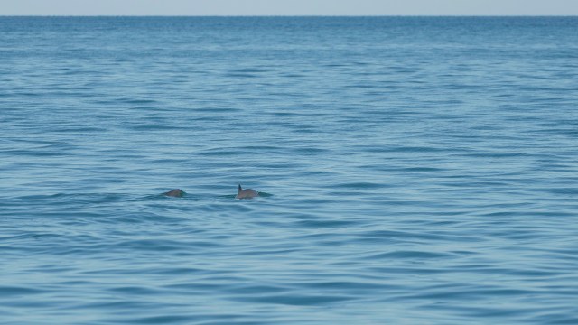 Mexican officials are considering scaling back key protections for the vaquita, the world’s most endangered marine mammal, in a move that conservationists warn could push the tiny porpoise to extinction.