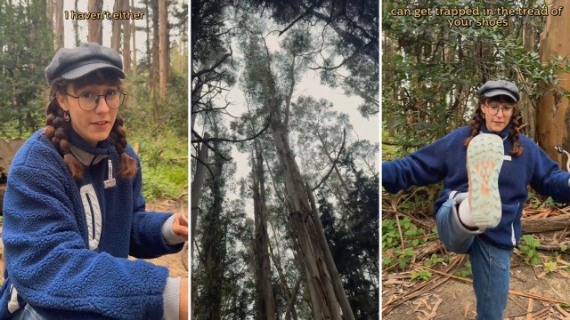One TikToker shared a video with crucial information on one of California's most invasive species: eucalyptus.