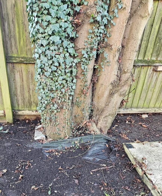 One confused gardener asked Reddit if landscaping fabric is necessary. The overwhelming response was no.