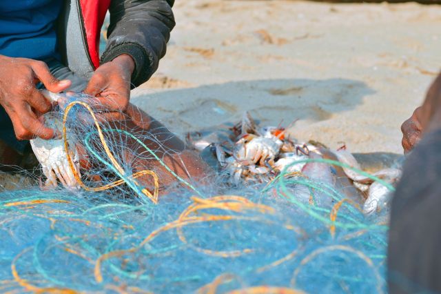 Red-eared slider turtles are one of the most widespread freshwater turtles across the world, thanks to the exotic animal trade.