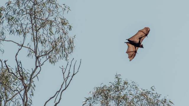 There's a heartbreaking reason why thousands of grey-headed flying foxes have died in a heat wave in New South Wales.