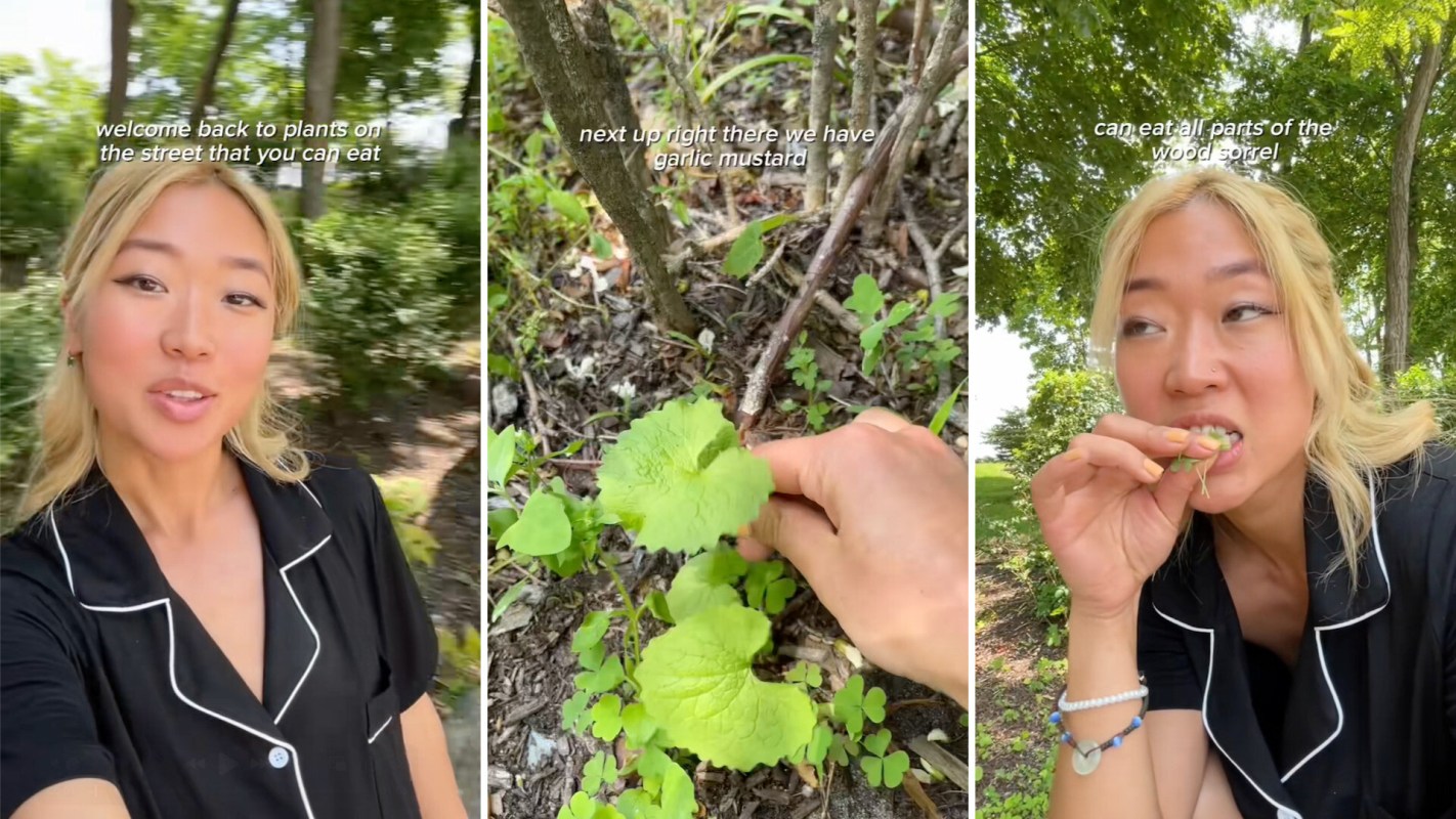 One gardener is going viral on TikTok after sharing a video on how to forage backyard weeds for a free salad upgrade.