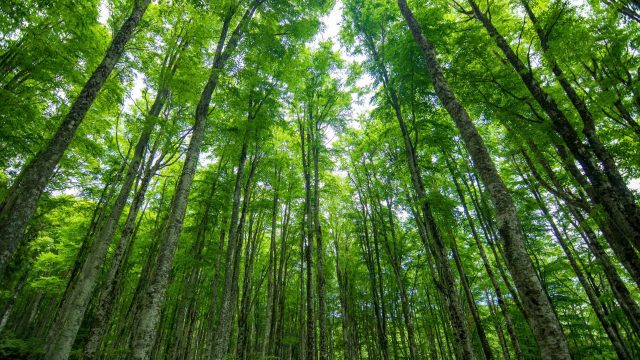 A hiker called attention to a common forestry practice taking over trails in Maine that left residents a little stumped.