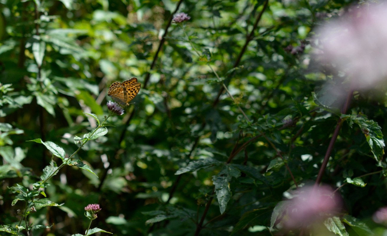 The marsh fritillary butterfly, a native to Northern Ireland, is making a stunning population comeback.