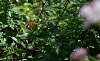 The marsh fritillary butterfly, a native to Northern Ireland, is making a stunning population comeback.