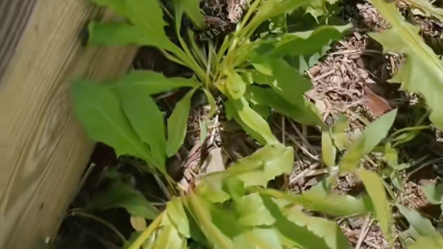 However, on occasion, visitors can be a benefit, for both the gardener’s enjoyment and the health of the plants.