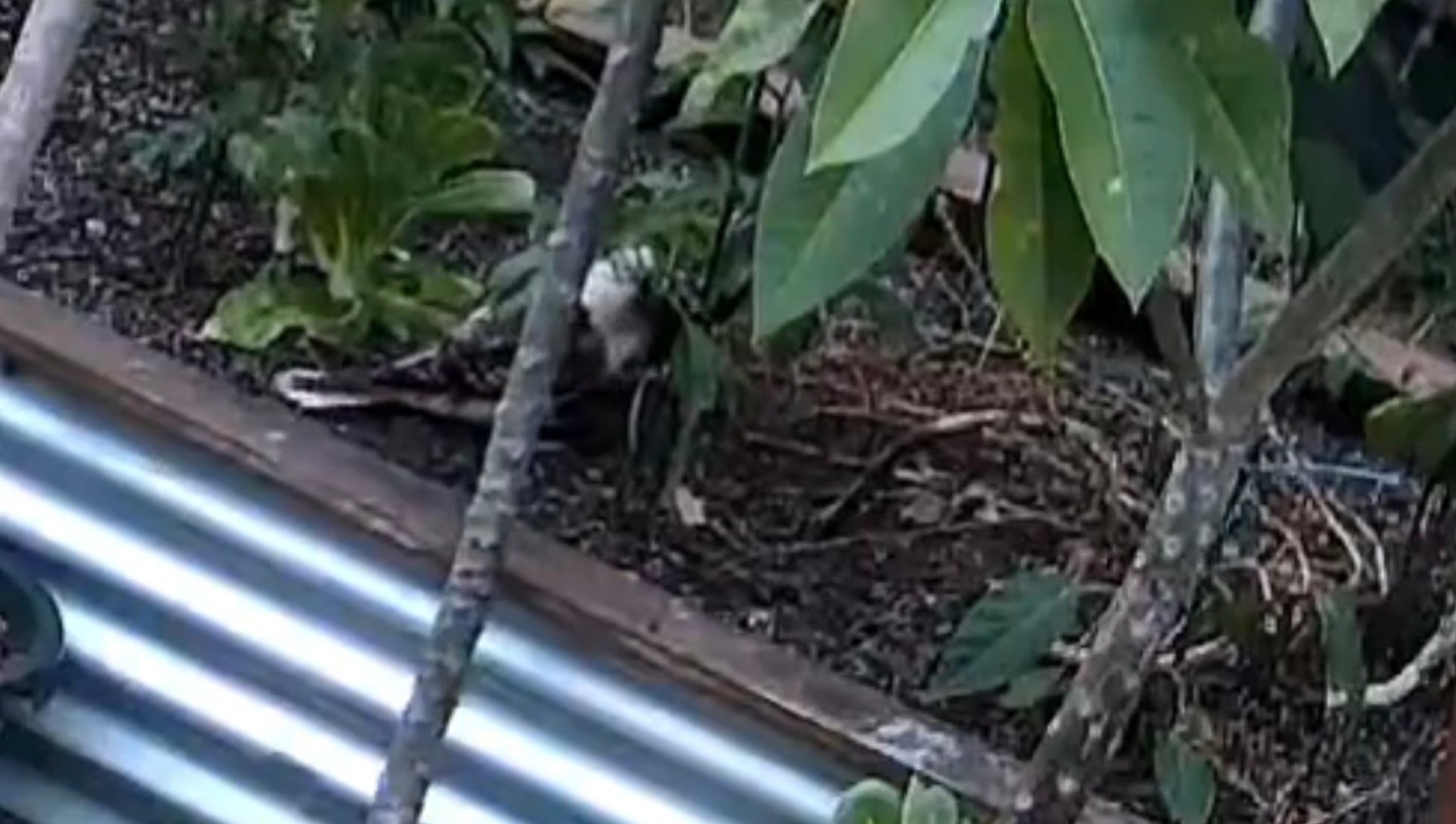 One gardener was shocked when they saw a kookaburra feasting on their jalapeño plant.