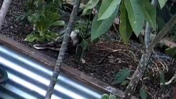 One gardener was shocked when they saw a kookaburra feasting on their jalapeño plant.