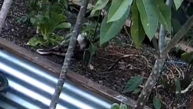 One gardener was shocked when they saw a kookaburra feasting on their jalapeño plant.