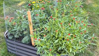 Gardening as an ongoing practice and the related community of people I have met through it has kept me alive through the last half decade.