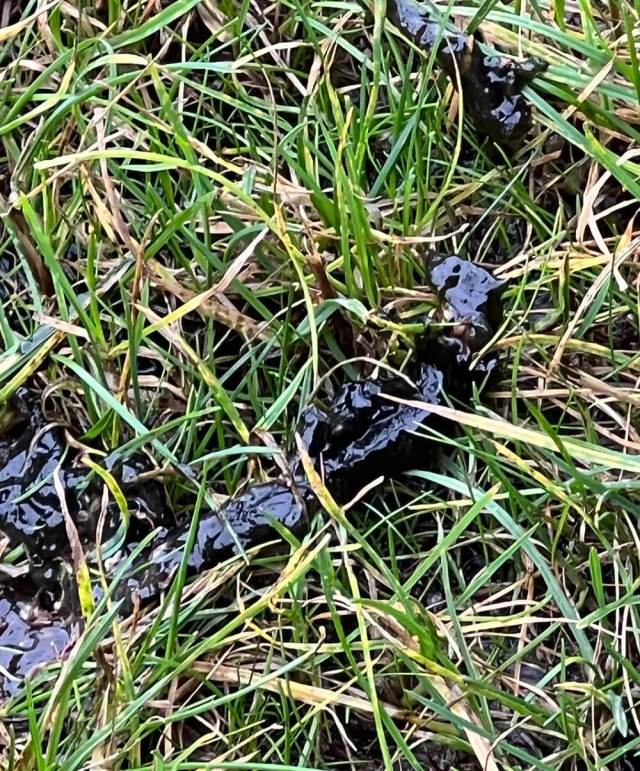 One Redditor was stumped by the menacing black slime growing on their lawn — luckily, the r/gardening community had answers.