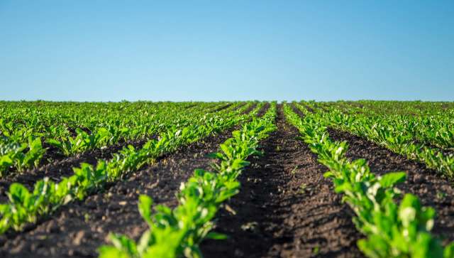 Researchers at the Whitehead Institute have found a new way to create genetic variety in crops.