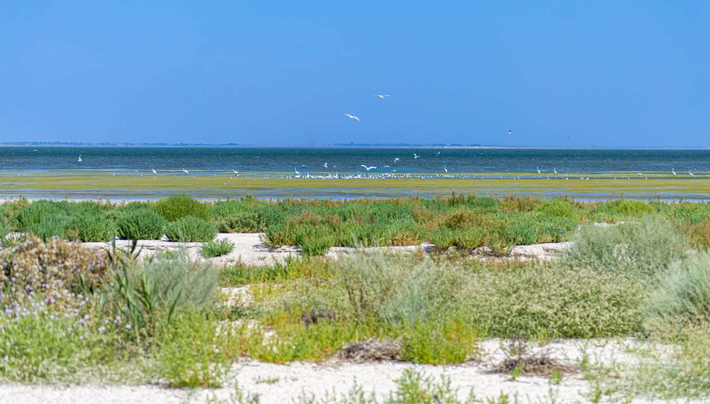 Trail cameras in Ukraine have documented the elusive golden jackal for the first time in the Odesa region.