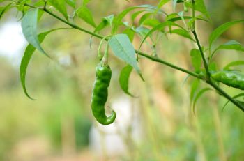 Depending on who you ask, hornworms are either lovely creatures or the stuff of nightmares.
