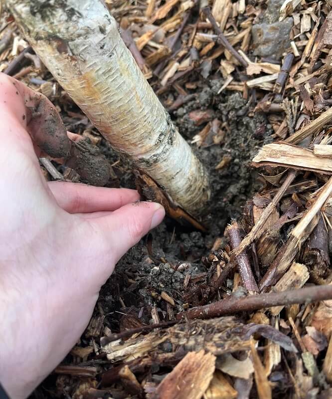 One Redditor shared photos of a newly planted birch tree, asking whether it had been planted too deeply.