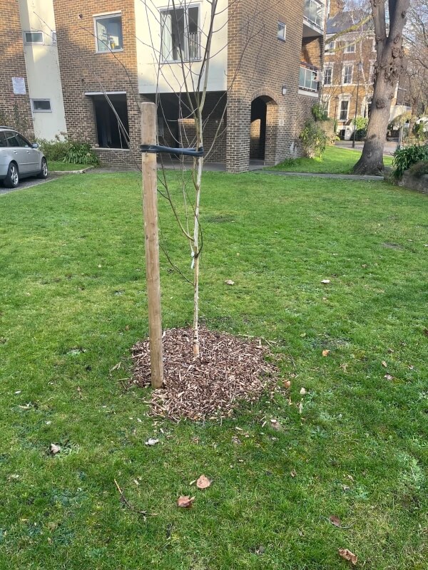 One Redditor shared photos of a newly planted birch tree, asking whether it had been planted too deeply.