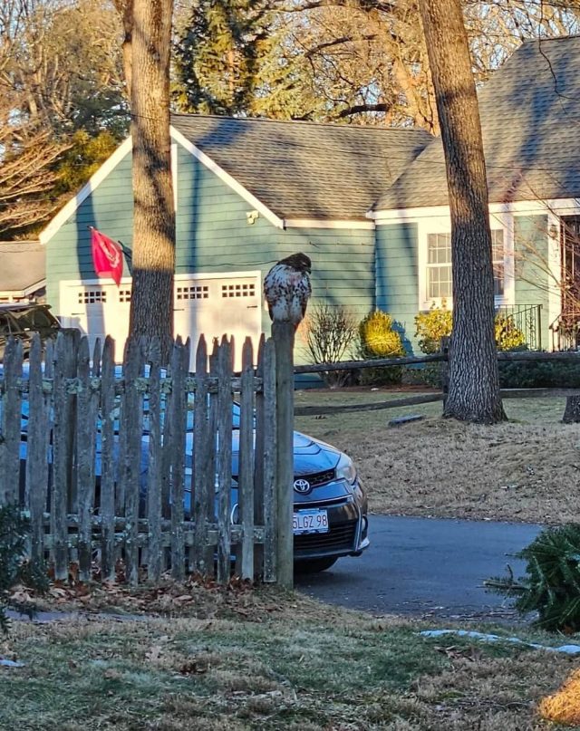 A red-tailed hawk made itself at home on a Massachusetts fence post after hunting for squirrels.