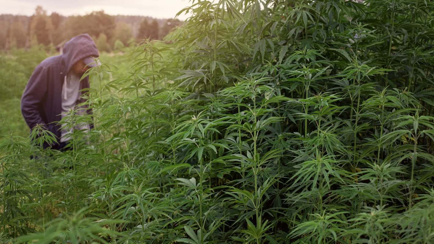 When illegal cannabis sites are raided in California, the hazardous waste is left behind, and it's harming forests.