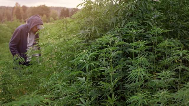 When illegal cannabis sites are raided in California, the hazardous waste is left behind, and it's harming forests.