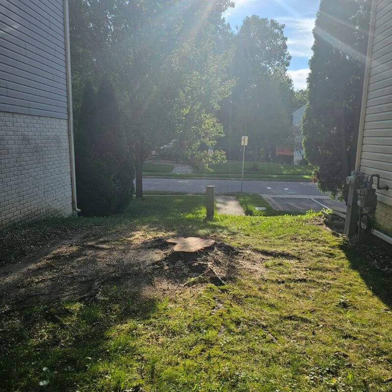 One homeowner was furious after thier HOA removed a tree they had looked after for 20 years.