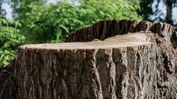 One homeowner was furious after thier HOA removed a tree they had looked after for 20 years.