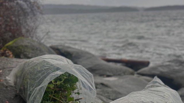 One invasive species' expert is urging people to not just toss out their holiday holly — it could wreak havoc on local ecosystems.