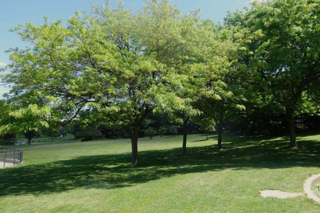 The honey locust, a notorious weed, has been spotted in New South Wales, and local authorities have warned residents to be on the lookout.