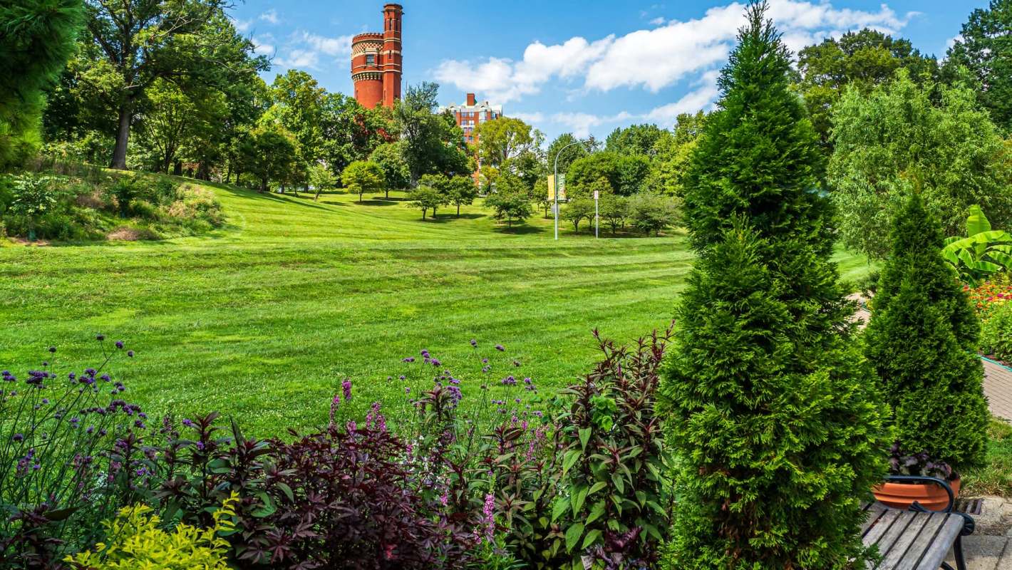 Volunteers in Hamilton County, Ohio, are removing invasive honeysuckle so that native plants and wildlife can flourish.