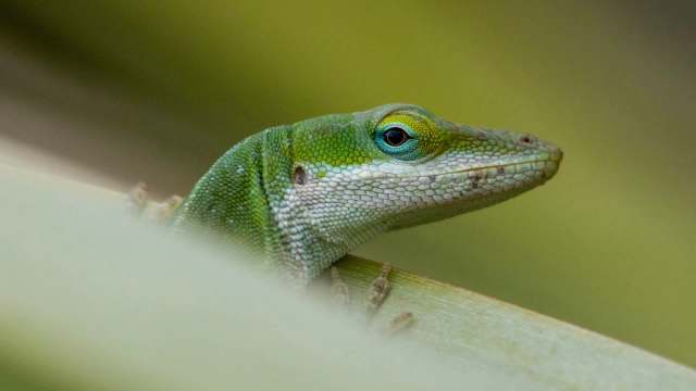 The reptile likely acts as built-in pest control by feeding on insects that might otherwise harm the garden.