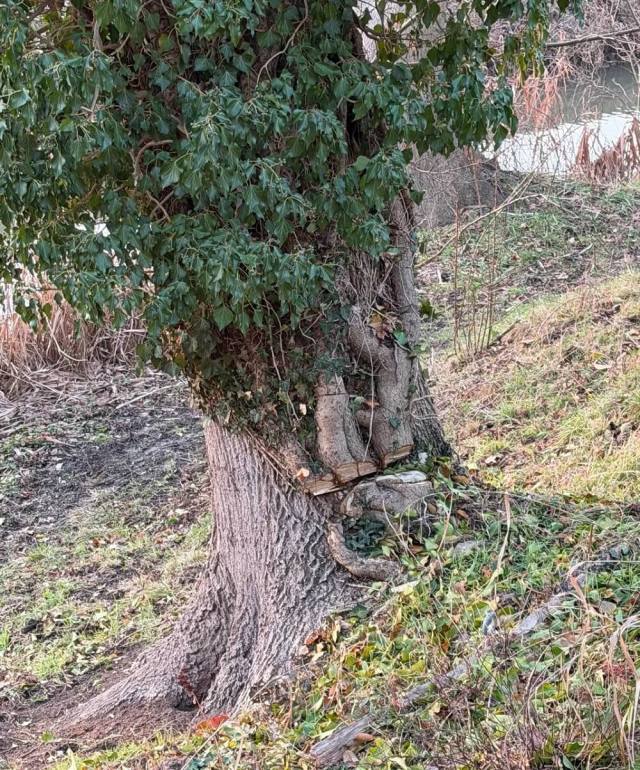 One person's native plant is another's invasive species. This Reddit user is trying to figure out if the ivy on their tree is harmful.