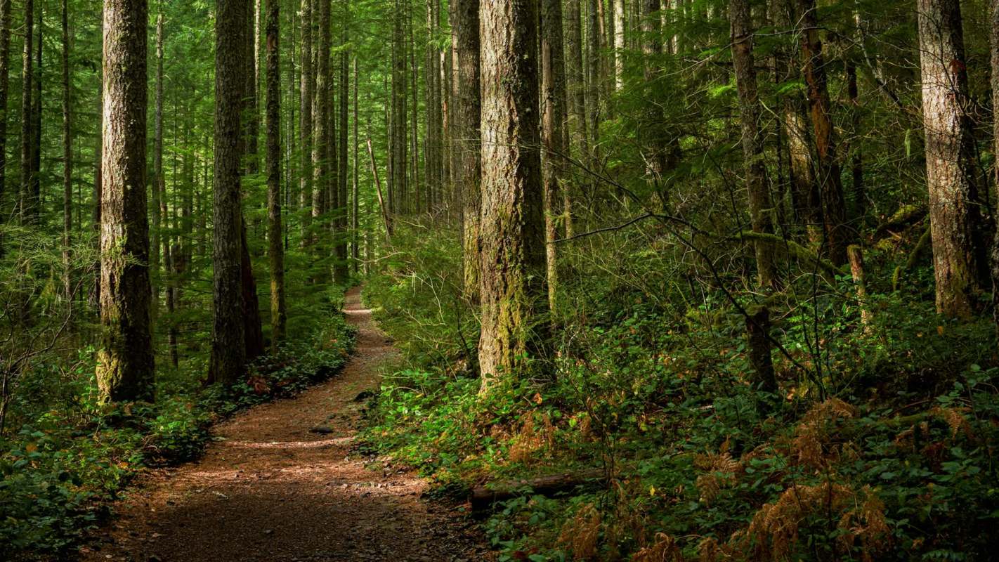 Trail cameras have become an invaluable tool in picking up where conservation researchers left off in studying the elusive Humboldt marten in California.