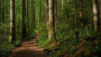 Trail cameras have become an invaluable tool in picking up where conservation researchers left off in studying the elusive Humboldt marten in California.