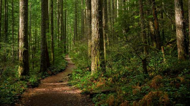 Trail cameras have become an invaluable tool in picking up where conservation researchers left off in studying the elusive Humboldt marten in California.
