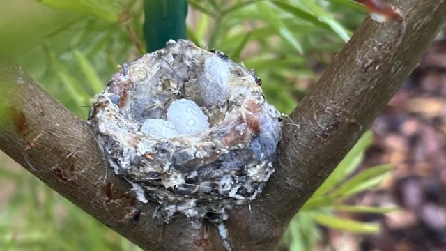 One Redditor reached out to the r/hummingbirds group, concerned when the mother hummingbird hadn't returned to her nest in a day.