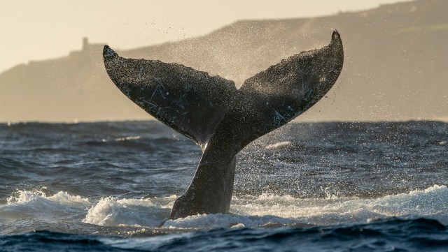 Humpback whales are making a comeback, and it could be good news for the planet.