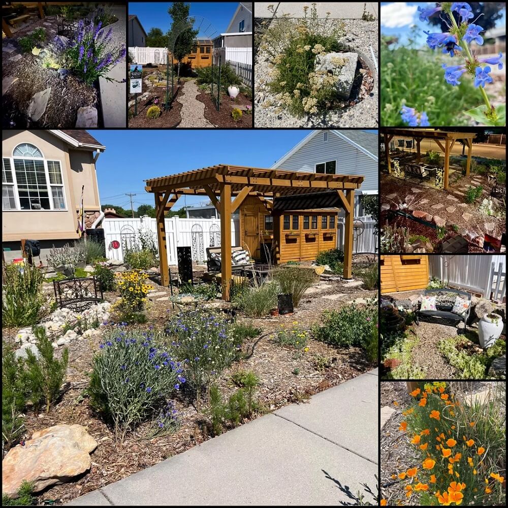 One Utah homeowner just demonstrated the concrete benefits of rewilding one's yard by detailing the change they saw after switching to native plants.