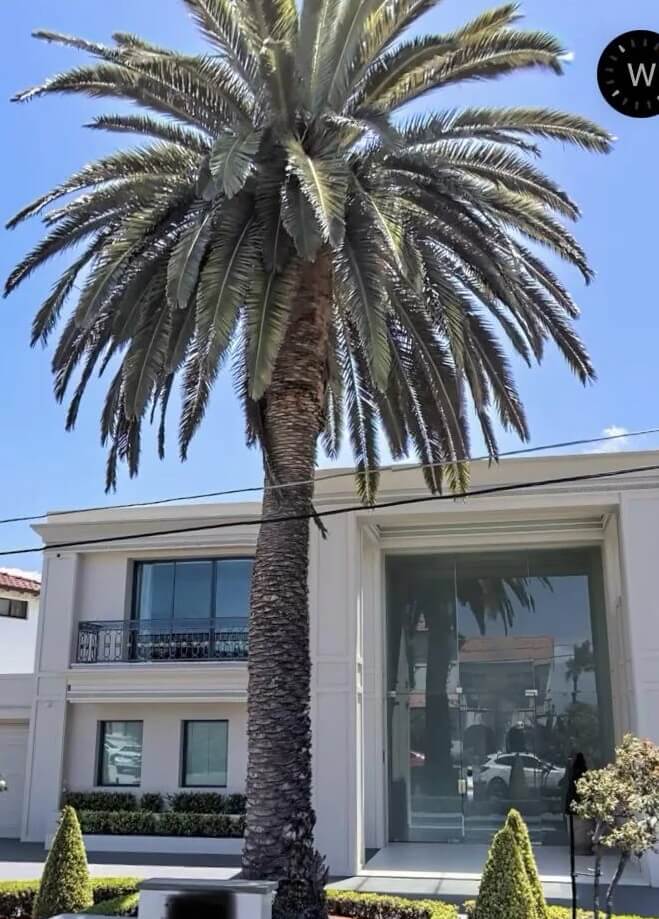 An Australian shared their experience of the smell of a plastic palm tree in their neighbor's yard on the r/Landscaping subreddit.