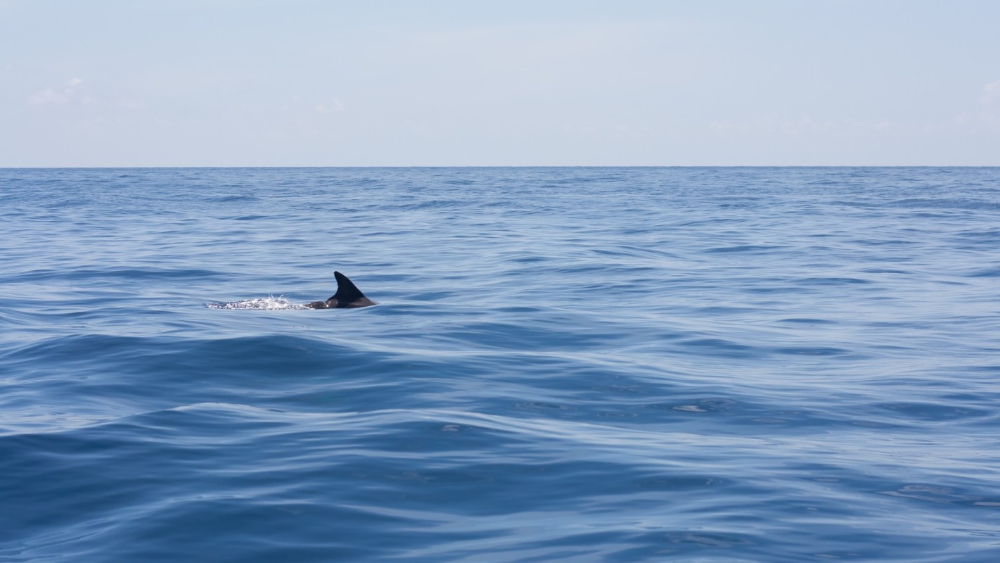 A person shared on Reddit that they saw a shark off the coast of Hilton Head Island, South Carolina.