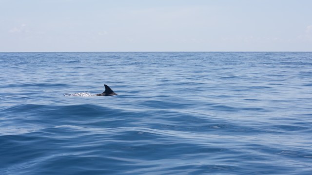 A person shared on Reddit that they saw a shark off the coast of Hilton Head Island, South Carolina.