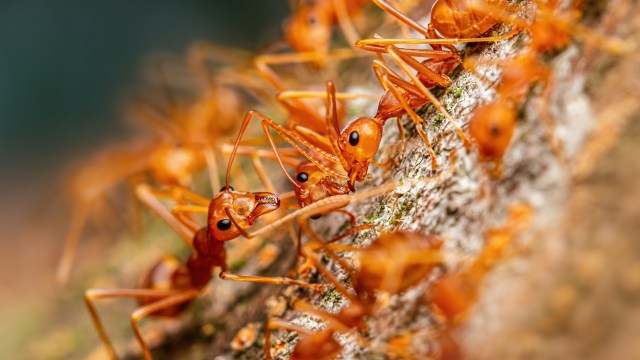 Two "supercolonies" of electric ants have been detected in southern France, leading to major concerns over impacts on the local ecosystem.